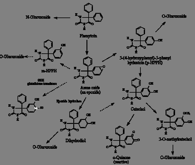 Metabolism of Phenytoin