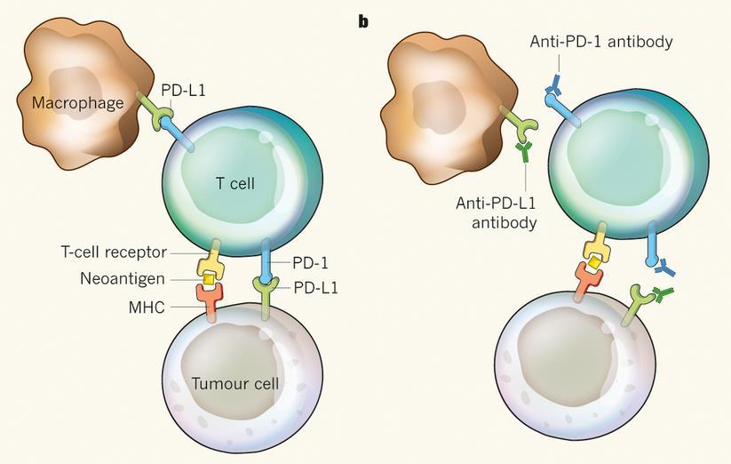 Immune checkpoint inhibitors unleash a patient's own T cells to kill tumors Inhibited