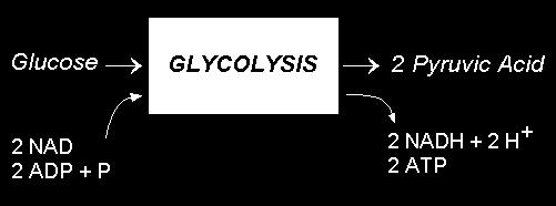Glycolysis Glucose