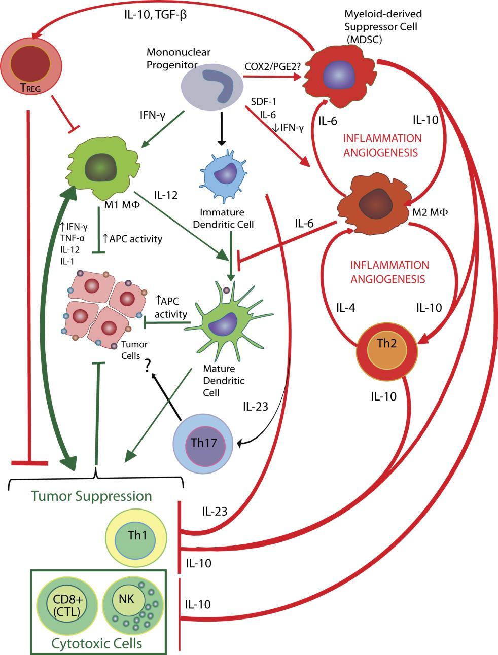 Model of Tumor-Induced Immunosuppression Inhibition of inflammatory cell and T cell derived IFNγ and IL-12 limit anti-tumor immune response Lack of IL-12 and IFNγ facilitate drive to TH2 profile of