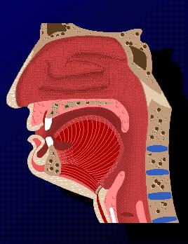 Anatomy: Structures of the Digestive System Mouth (teeth, tongue, saliva) begin here Mechanical = physical change (chewing into smaller pieces)