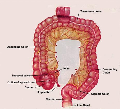 Large Intestine = Water is absorbed here