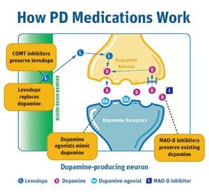 Sites of Action of PD Drugs Substantia Nigra levodopa Amantadine* MAOB-I Selegiline Rasagaline Dopamine agonists