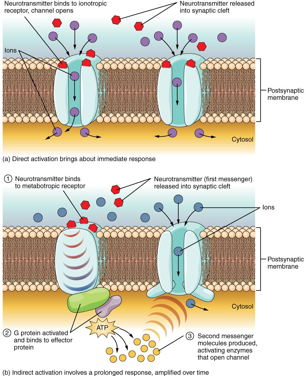 Receptor Types (a) An ionotropic receptor is a channel that opens when the neurotransmitter binds to it.