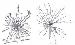 Olfactory ensheathing glia From Wikipedia, the free encyclopedia Neuroglia of the brain shown by Golgi's method.
