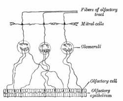their presence in the central nervous system. [2] OEG are also known to support and guide olfactory axons, grow through glial scars, and secrete many neurotrophic factors.