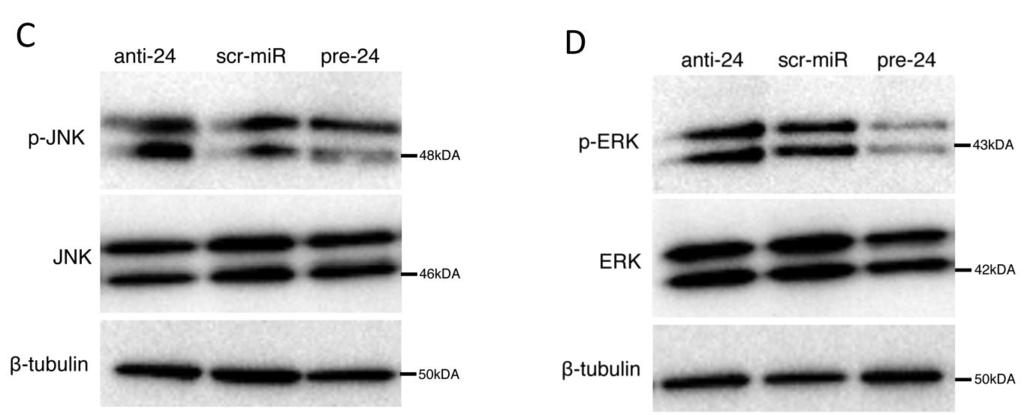 (B) Protein expression of total ERK (ERK) and phospho-erk (p-erk) in low-dose (30ng/ml) and high dose (300ng/ml) CHI3L1 stimulated hasmc (β-tubulin