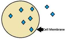 Cell Membrane & Transport Which compound can easily pass through a cell membrane, Starch or Glucose? Why?