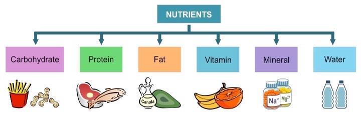 Nutritional Paradigms