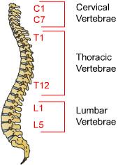 Spinal Cord Injury Introduction Spinal cord injuries can be very devastating. More than 10,000 Americans experience spinal cord injuries each year, mainly due to auto or falling accidents.