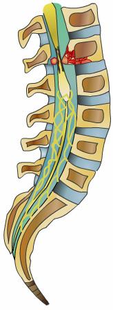 The vertebrae are named according to their particular section of the spine and are given a specific number depending on their order.