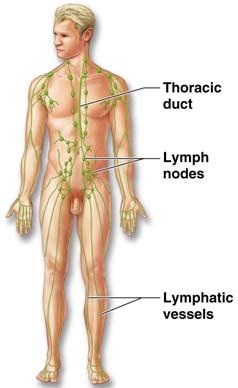 Organ System Overview Lymphatic Returns fluids to