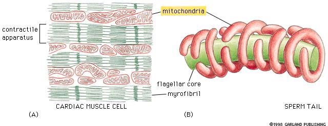 Mitochondria: 1. Dynamic organelles have the ability to change shape, divide and fuse 2. Contain DNA mitochondrial inheritance 3.