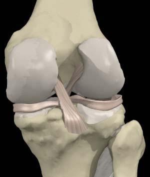 Ligaments Patellar ligament and patellar tendon