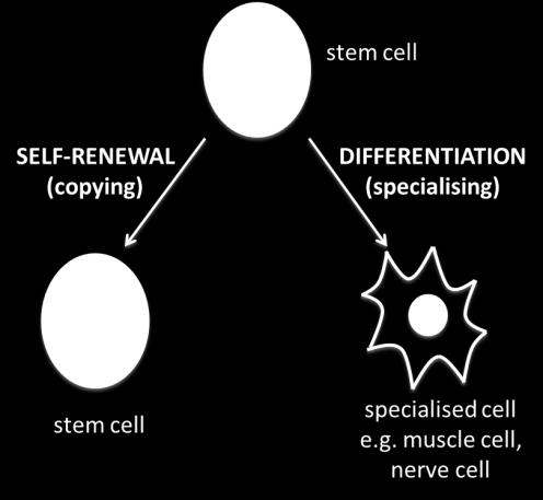 Stem cells A stem cell is an undifferentiated cell of an organism which can produce more cells of the same type. Certain other cells can arise from stem cells when they differentiate.