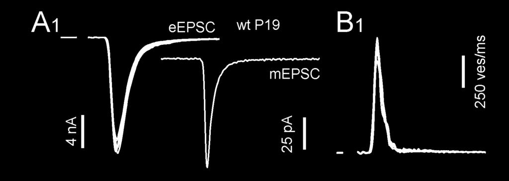 Figure 9: Similar time course of synchronous release transients underlying AP-evoked EPSCs in CPXI -/- and wt mice.
