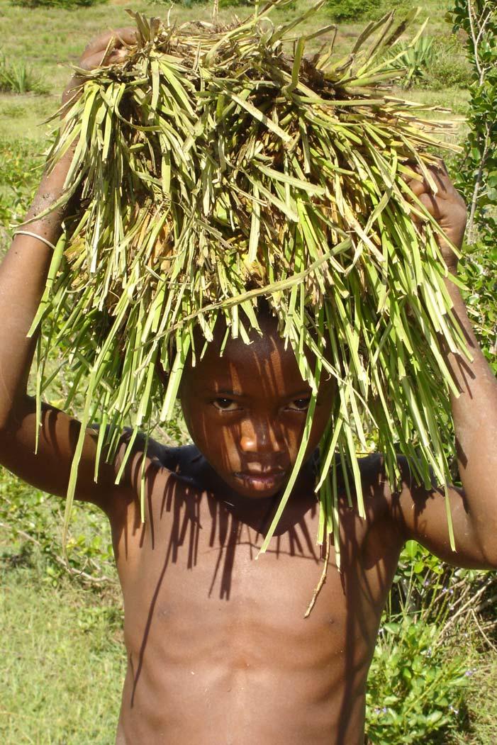 The Vetiver supply process involved all members of the community