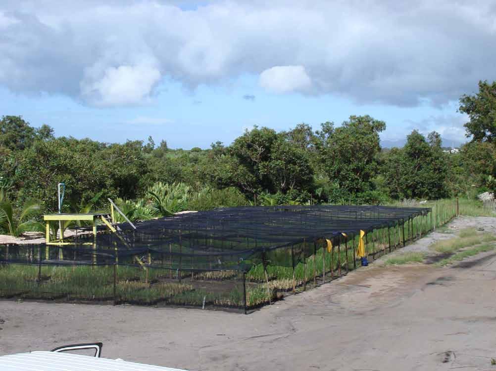 The on site holding nursery with a stock