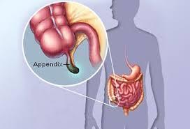 Appendix - Hangs on the right side of the large intestine - Has no important digestive functions in humans Anus - The opening in the end of the alimentary canal;