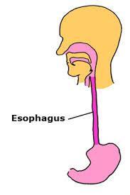 The Esophagus - Muscular tube that connects