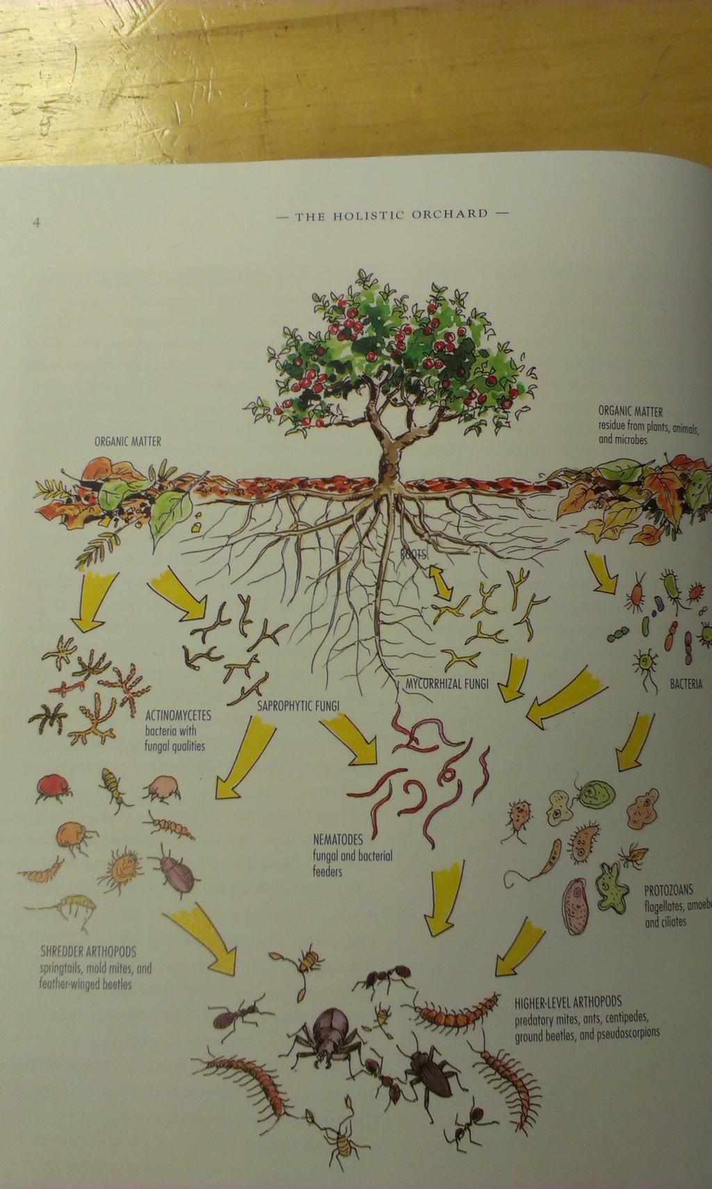 Fig. 4 The soil food web