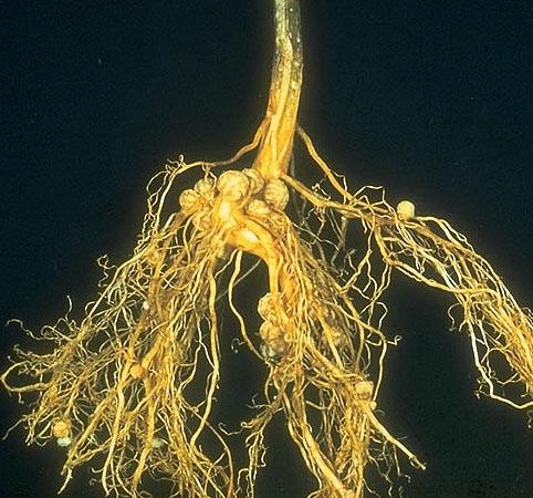 Fig. 5 Root nodules on N-fixing plant Fig.