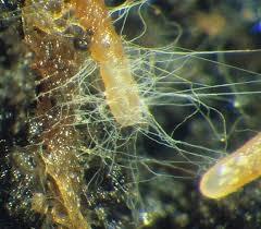 8 Amazing mycorrhizae!