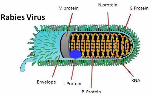 Rabies: Rabies virus is an enveloped (bullet shaped) ssrna virus. It primarily infects warm blooded vertebrates. It is enzootic in most parts of the world.