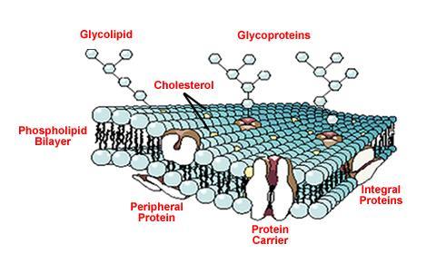 Lipids (Fats) Functions Insulate and protect Main molecule of the Cell
