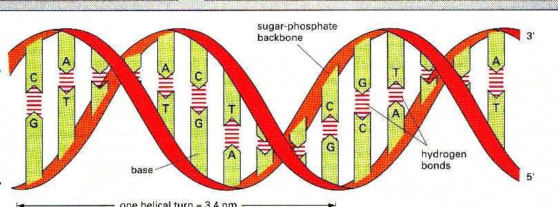 Nucleic Acids Composed of subunits called nucleotides.