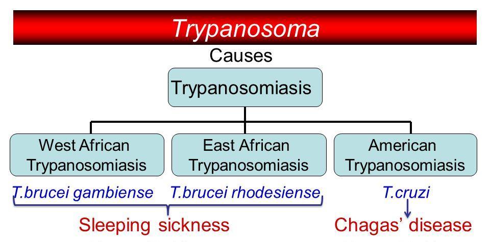 African trypanosomiasis : African sleeping