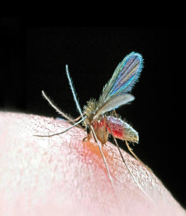 1. Bite of sand fly 2. Transfusion blood and transplantation 3.