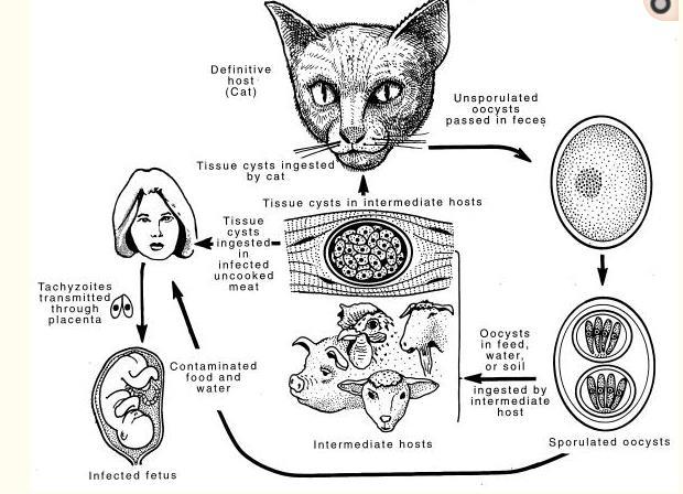 It produce either congenital or postnatal toxoplasmosis.