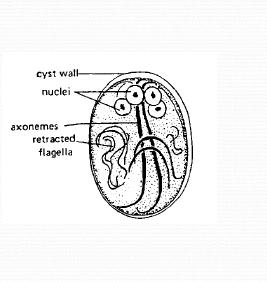Cysts are found in the stool often in enormous numbers. As the parasites pass into colon they typically encyst.