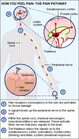 (2) Nociceptors free nerve endings (dendrites) that are sensitive to tissue damage. These are also called pain receptors because the response triggered by their stimulation is pain.