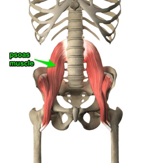 Stretch your tight muscles This may come as a surprise but lower back pain often comes from tightness in your hips. Especially in the hip flexor muscles called the psoas.