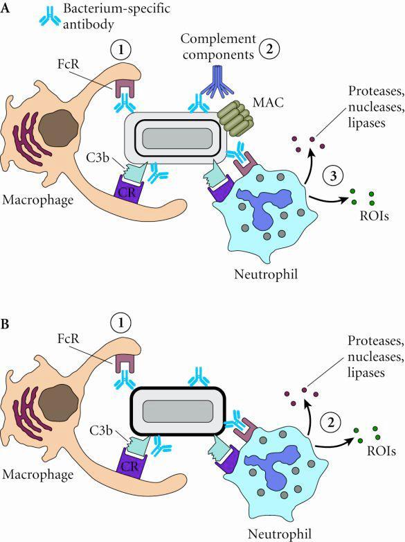 Immunity to extracellular bacteria by antibodies C-Immunity to intracellular bacteria by cell mediated immunity (CMI) 1- Bacterial antigens present in the cytoplasm of infected host cell Processed