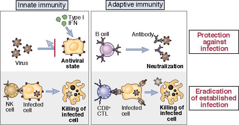 are anitviral factors expressed by many cells when virally infected Natural Killer (NK) cells recognize