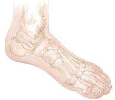Ball of Arches give foot your feet their basic shape. They help absorb your body s pounding weight.