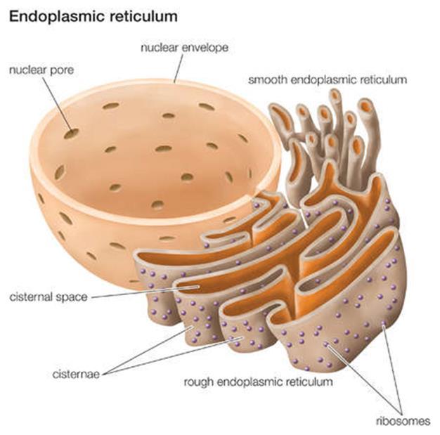 The ER appears to arise from the outer membrane of the nuclear envelope by out folding, or from the plasma membrane by in