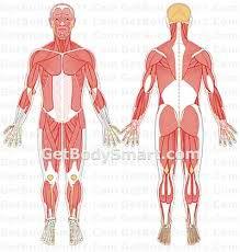 Muscular System Function Helps you move.