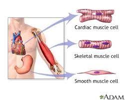 Three types of muscles found in the body: Cardiac found in the (