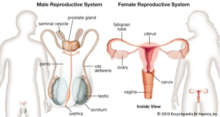 Reproductive System Main Parts Male