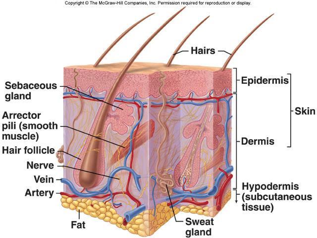 Integumentary (Skin) System Function 1 st line of defense against disease Helps