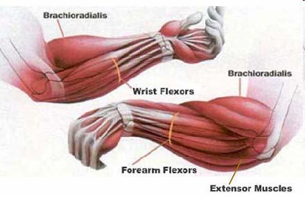 Anatomy - Forearm The Carpal