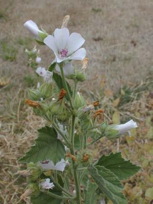 Marshmallow Althaea officinalis This perennial is started from seed and needs 15" space on center. It is best grown in deep fertile sandy loam with full sun, and good drainage.