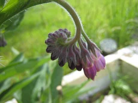 Comfrey Symphytum officinalis This is a perennial you can start from a small piece of root. Get Siberian comfrey if you don t want it to go to seed and become a pest.