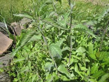 Nettle Urtica dioica Nettle is a perennial, and grows from rhizomes. So you can dig up a clump of rhizomes or you can start it from seed. It will be quicker if you use the rhizomes.