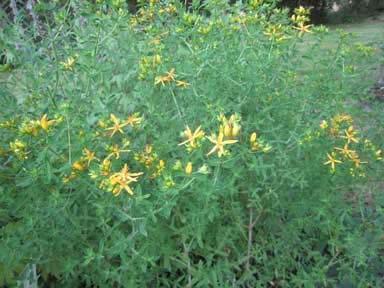 Saint John s Wort Hypericum perforatum This is a perennial. It can be started from seed or from digging up a chunk of plant.