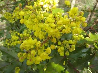 Oregon grape Berberis aquifolium The seed of this woody perennial can be sown in clay and kept moist to geminate in the 2 nd or third year.